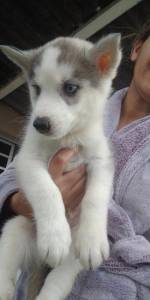 Filhote de  Husky Siberiano wolly olhos azuis