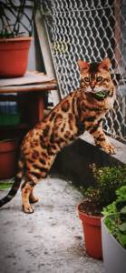 Procuro Gata de raa Bengal saudavel para acasalar