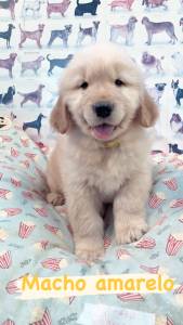 Filhotes de Golden Retriever - Canil especializado na raa