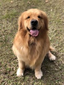 Filhotes de Golden Retriever - Canil especializado na raa