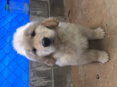 Filhotes de Golden Retriever - Canil especializado na raa
