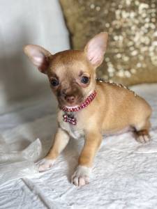 Chihuahua FEMEA chocotan