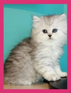 GATITOS PERSA CHINCHILLA