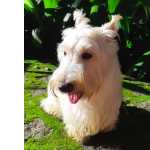 Scottish Terrier Femea - Terrier Escoces em Macei�-AL