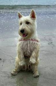 Scottish Terrier Femea - Terrier Escoces em Maceió-AL