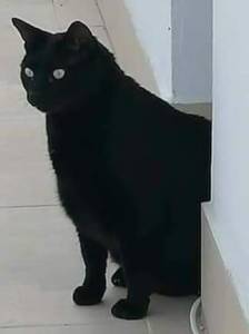 Gato preto desaparecido