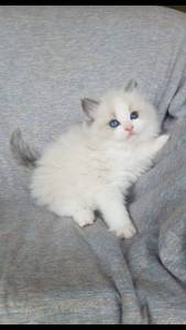 Ragdoll