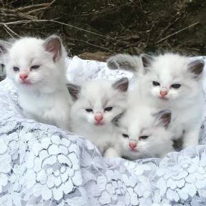 Ragdoll