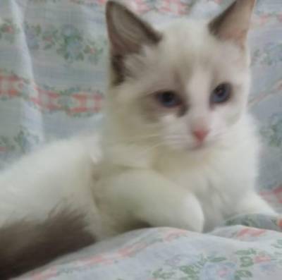 Ragdoll
