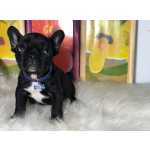BULLDOG FRANCES MACHO  PRETO BRANCO