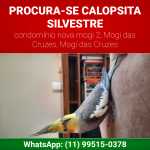 Calopsita Silvestre perdida