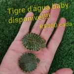 Tartaruga Tigre dagua baby