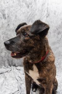 Spud - c�o adulto para adop��o respons�vel