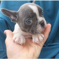 Bulldog francs Azul