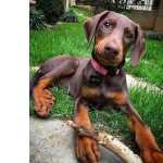 Doberman