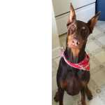 Doberman
