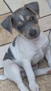 Vendo lindos Filhotes de Terrier Brasileiro