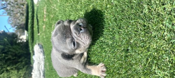 Bulldog francs blus  tan 