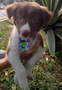 LTIMO CASAL DE BORDER COLLIE DISPONVEL