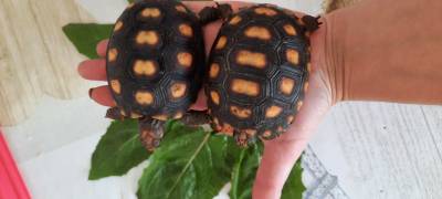 Jabuti beb  tartaruga de terra