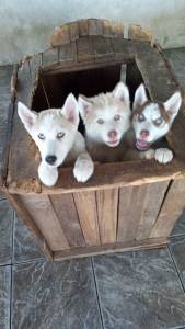Filhote de  Husky Siberiano wolly olhos azuis