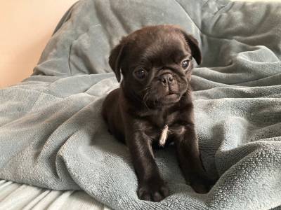 FILHOTES DE PUG