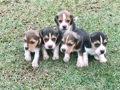 Beagle filhotinhos maravilhosos