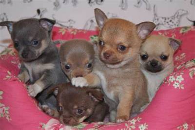 Chihuahua de pelo curto filhotes