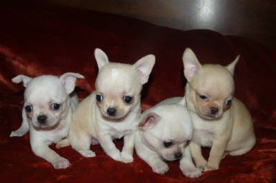 Chihuahua de pelo curto filhotes
