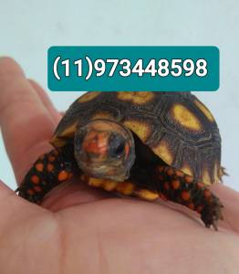 Filhotinhos de jabuti a pronta entrega
