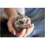 Hedgehog - Ouri�o Pigmeu Africano