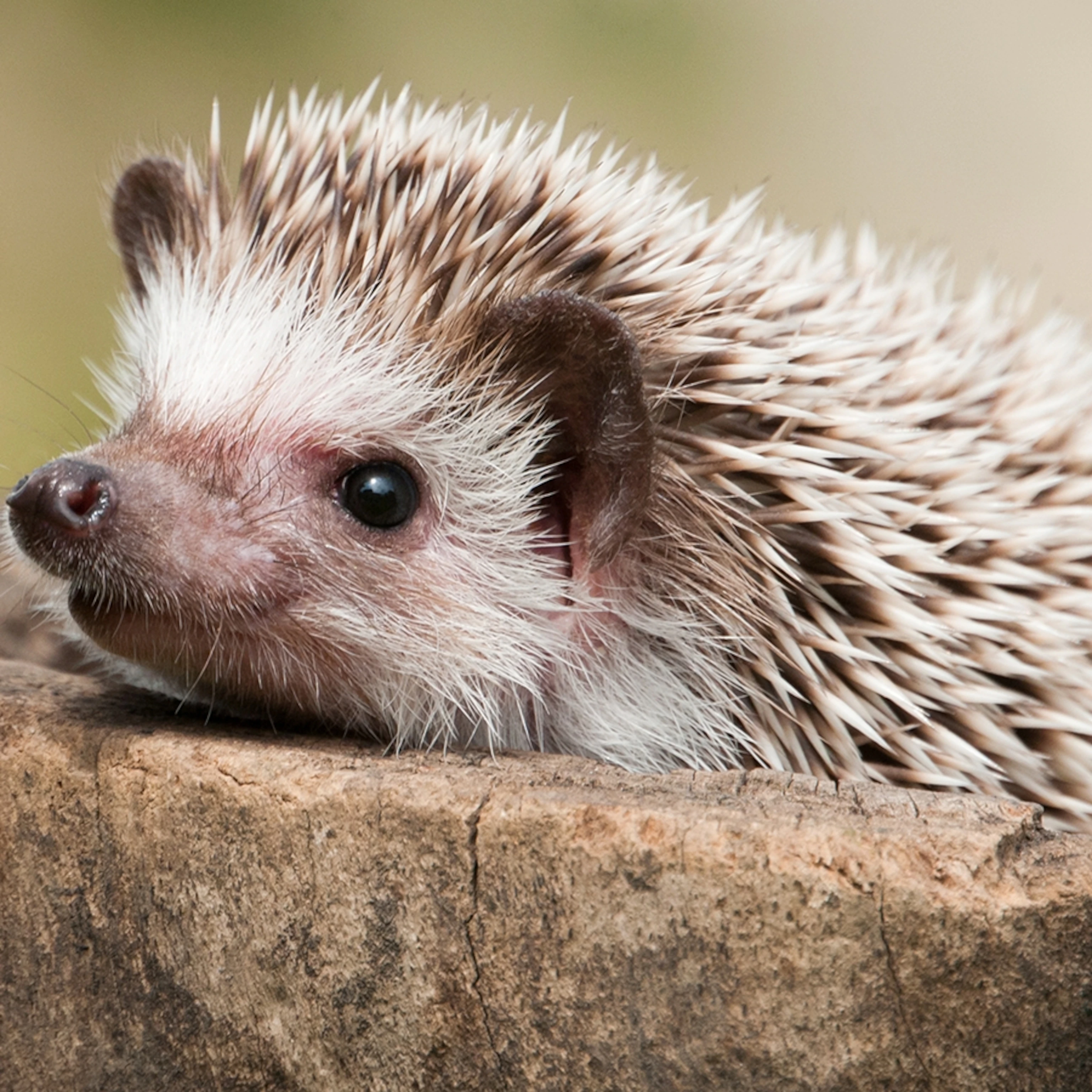Hedgehog - Ouriço Pigmeu Africano