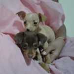 VENDE-SE PINSCHER