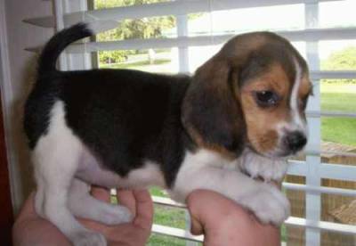 Beagle Com Microchipe e LOP