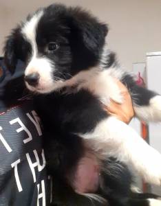 Filhotes de border collie machos e fmeas