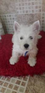 Perfeitos filhotes de West Highland White Terrier RJ