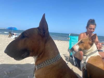 Venta cachorros Bull Terrier