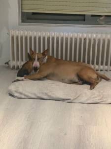 Venta cachorros Bull Terrier