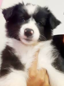 Filhotes de border collie machos e fmeas