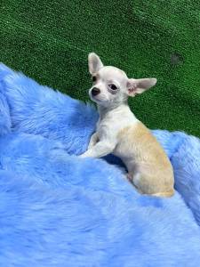 Chihuahua miniatura 