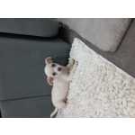 Chihuahua miniatura 
