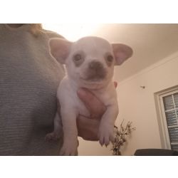 Chihuahua miniatura 