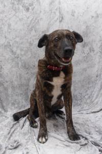 Co para Adopo - Urgente