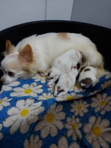Chihuahua Lindos Filhotes pelo longo