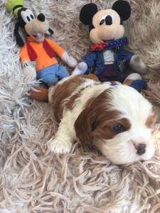 FILHOTES DE CAVALIER KING CHARLES