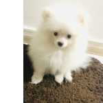 FILHOTE DE SPITZ ALEMO MACHO