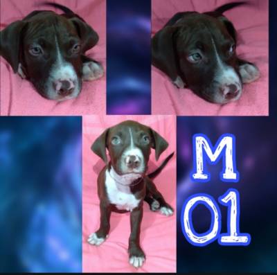 Pitbull