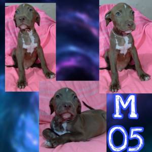 Pitbull