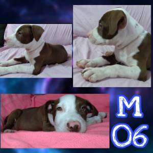 Pitbull
