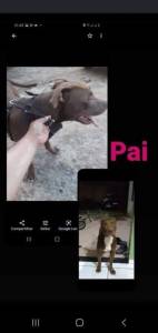 Pitbull